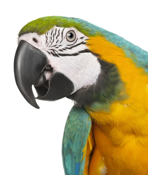 Close-up de Blue-and-Yellow Macaw, Ara ararauna, 16 meses , — Fotografia de Stock