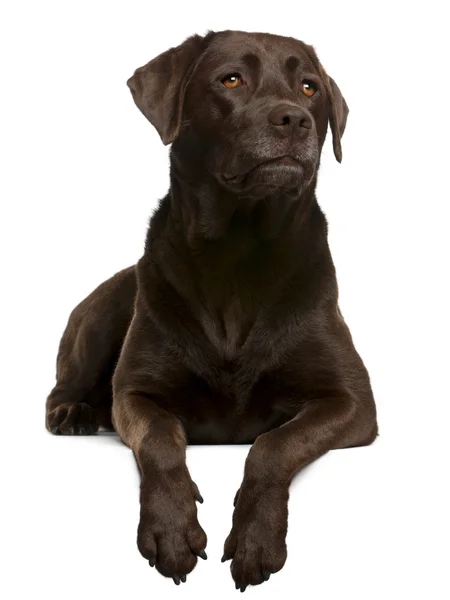 Schokoladen-Labrador, 4 Jahre alt, vor weißem Backgro liegend — Stockfoto