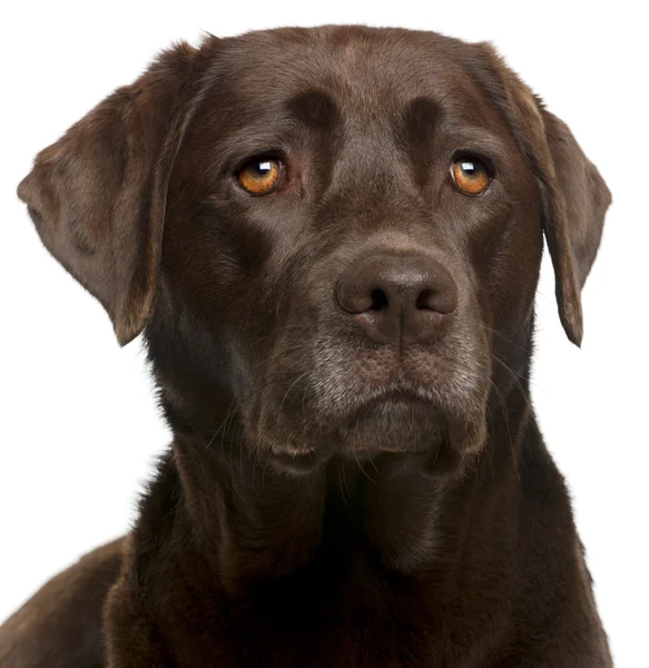 Close-up de Chocolate Labrador, 4 anos, na frente de branco b — Fotografia de Stock