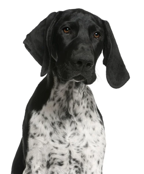 독일 Shorthaired 포인터 강아지, 4 개월, f에서의 클로즈업 — 스톡 사진