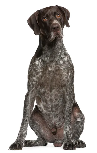 German Shorthaired Pointer, 3 years old, sitting in front of whi — Stock Photo, Image