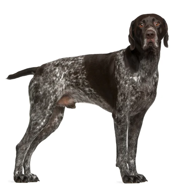 German Shorthaired Pointer, 3 years old, standing in front of wh — Stock Photo, Image