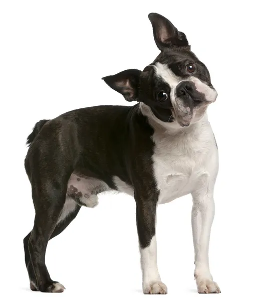 Boston Terrier, 1 year old, standing in front of white backgroun — Stock Photo, Image