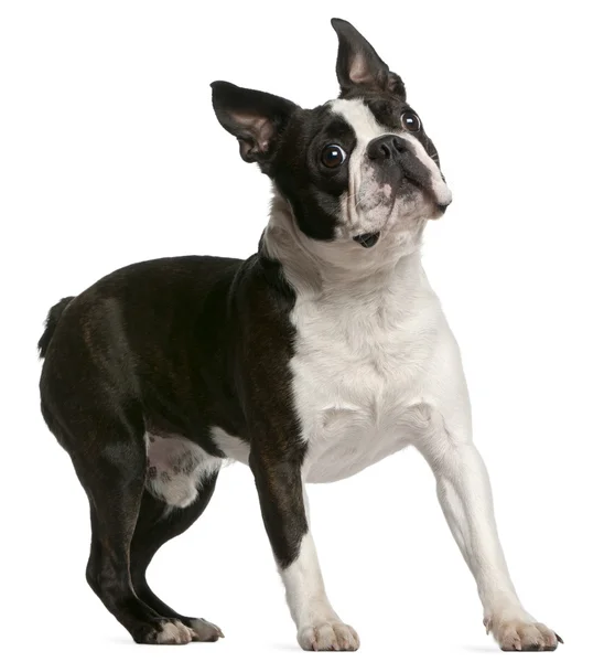Boston Terrier, 1 year old, standing in front of white backgroun — Stock Photo, Image