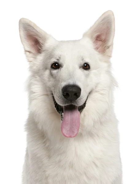Primo piano del cane pastore canadese, 1 anno, davanti al bianco — Foto Stock