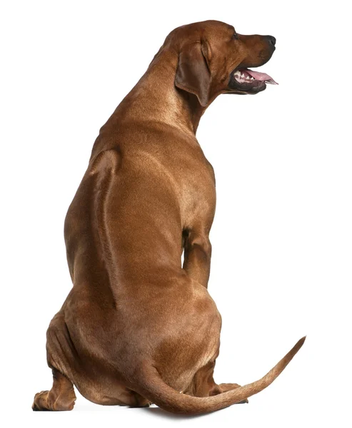 Rear view of Rhodesian Ridgeback, 2 years old, sitting in front — Stock Photo, Image