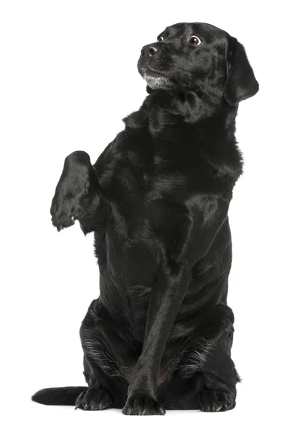 Labrador Retriever, 8 years old, sitting in front of white backg — Stock Photo, Image