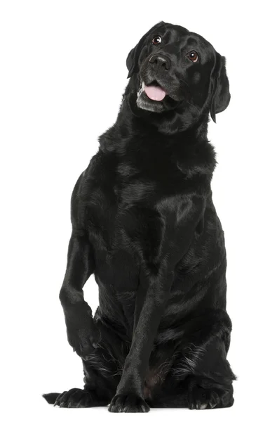 Labrador Retriever, 8 years old, sitting in front of white backg — Stock Photo, Image