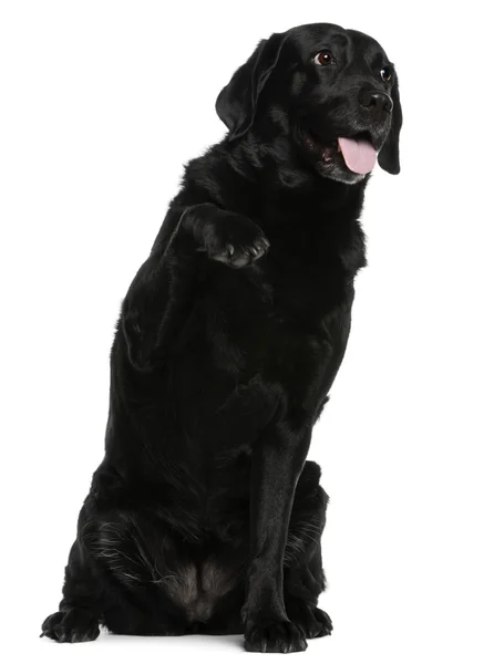 拉布拉多犬，8 岁，坐在白色黑色 — 图库照片