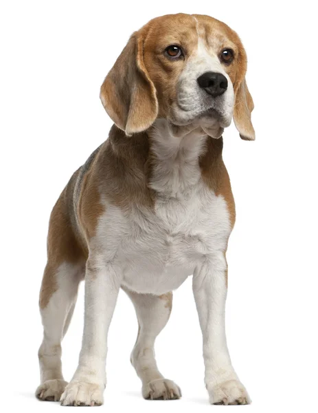 Beagle, 8 lat, stojąc z przodu białe tło — Zdjęcie stockowe
