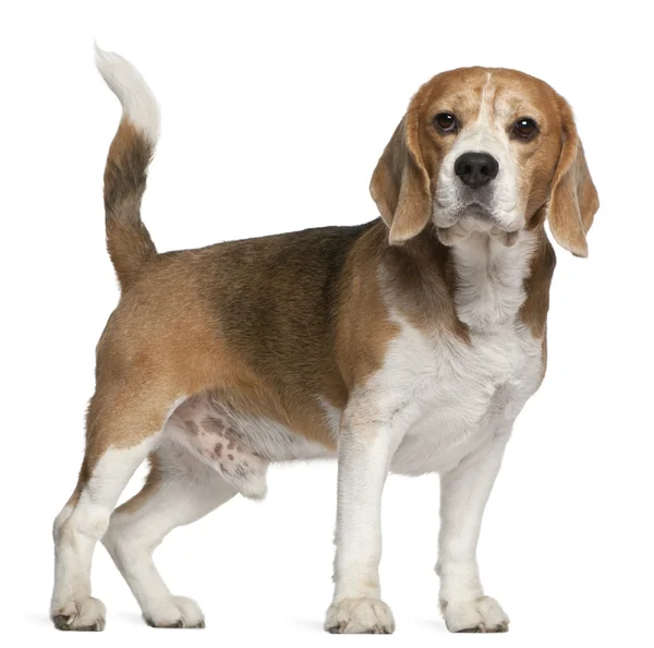 Beagle, 8 let starý, stojící před bílým pozadím — Stock fotografie