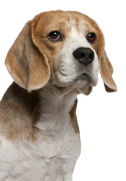 Zbliżenie: beagle, 8 lat, przed białym tle — Zdjęcie stockowe