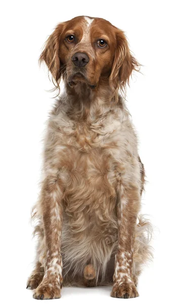 Brittany dog, 3 years old, sitting in front of white background — Stock Photo, Image