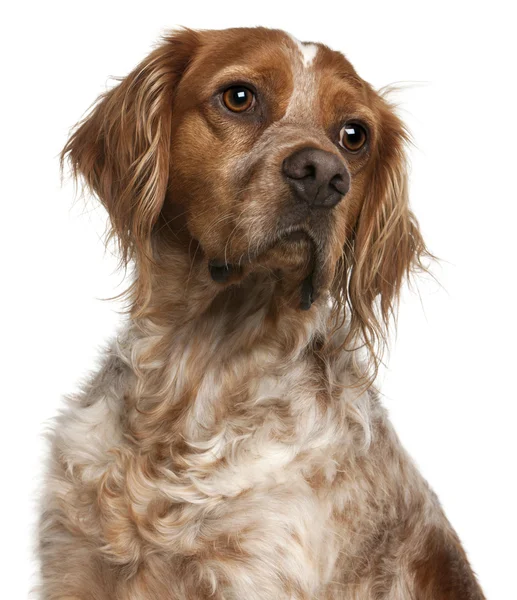 Close-up de Brittany cão, 3 anos, na frente do backgro branco — Fotografia de Stock