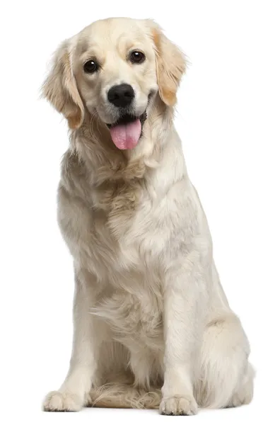 Złoty pies myśliwski, 10 miesięcy, siedząc z przodu białe backg — Zdjęcie stockowe