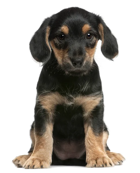 Gemengd ras pup zit op witte achtergrond — Stockfoto