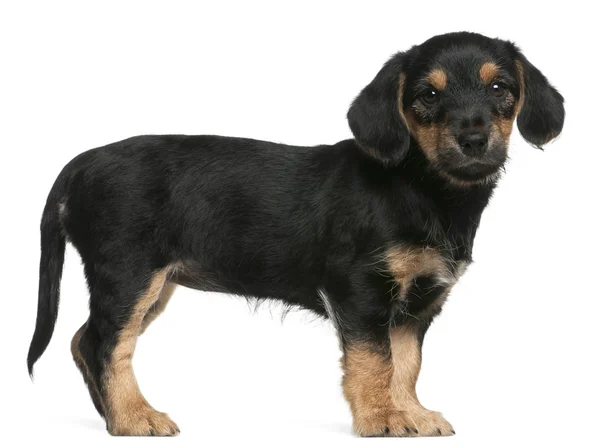 Mixed breed puppy standing in front of white background — Stock Photo, Image