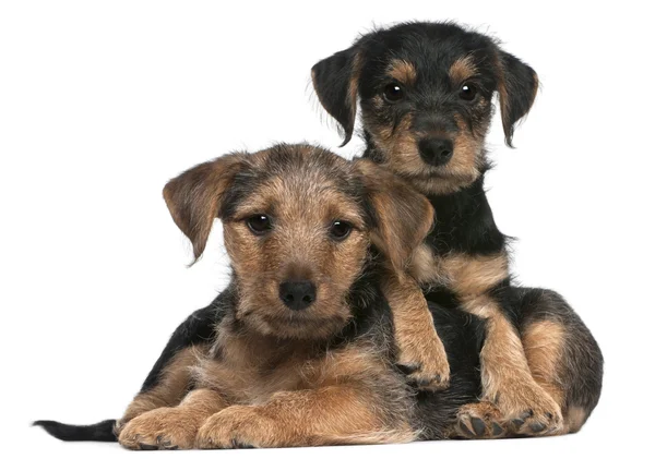 Cachorros de raza mixta, de 8 semanas de edad, delante de fondo blanco —  Fotos de Stock