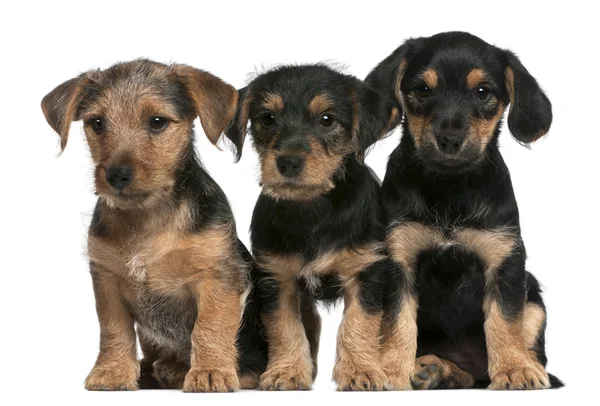 Mixed breed puppies, 8 weeks old, in front of white background — Stock Photo, Image