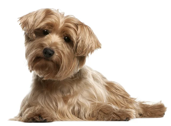 Yorkshire Terrier, 14 years old, lying in front of white backgro — Stock Photo, Image