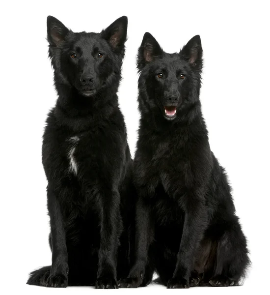 Greenland Dogs, 1 year old, sitting in front of white background — Stock Photo, Image