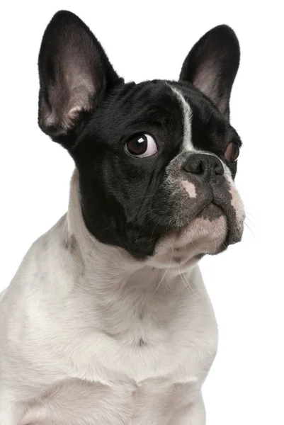 Close-up of French bulldog puppy, 5 months old, in front of whit — Stock Photo, Image