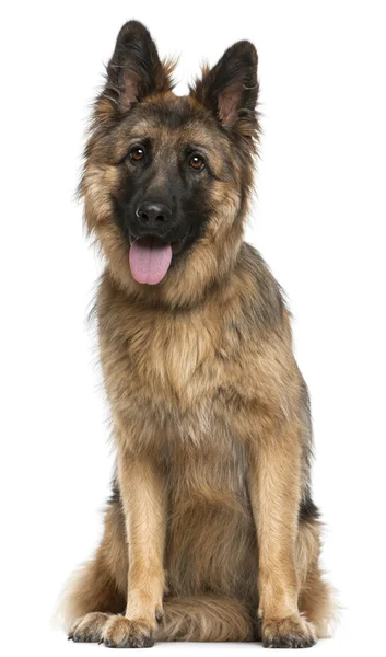 German Shepherd Dog, 21 months old, sitting in front of white ba — Stock Photo, Image