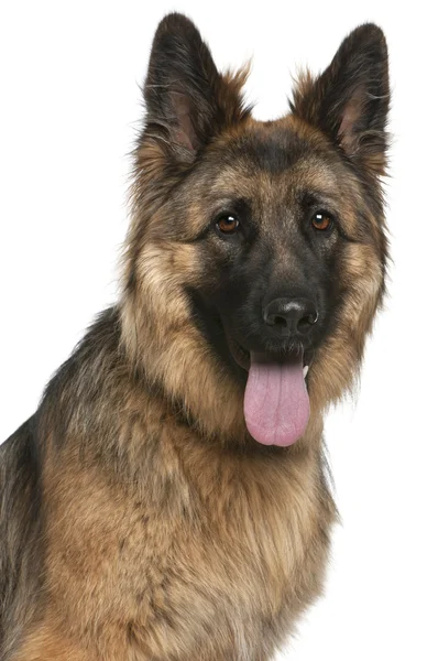 Close-up of German Shepherd Dog, 21 months old, in front of whit — Stock Photo, Image