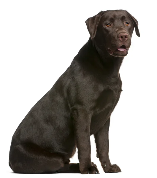 Labrador Retriever, 9 months old, sitting in front of white back — Stock Photo, Image