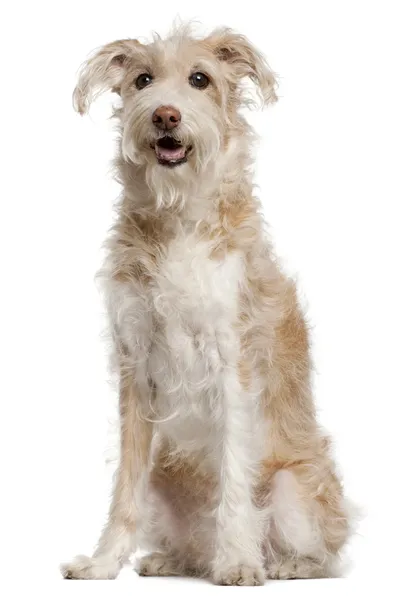 Gemengd ras hond, 14 jaar oud, zitten in de voorkant van witte backgro — Stockfoto