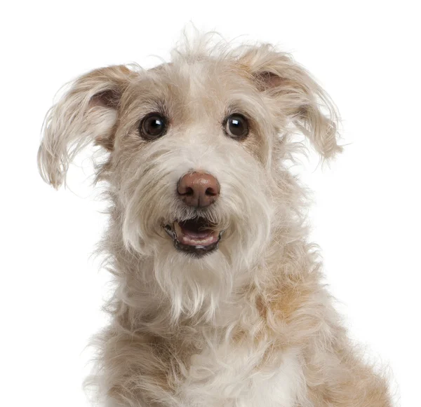 Primer plano del perro de raza mixta, 14 años, sentado delante de w — Foto de Stock