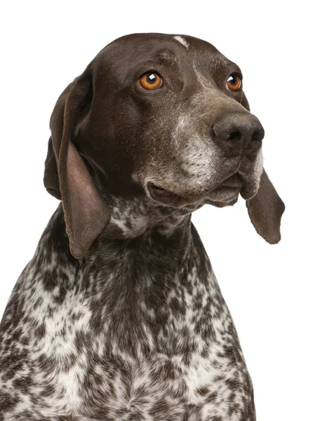 Close-up of German Shorthaired Pointer, in front of white backgr — Stock Photo, Image