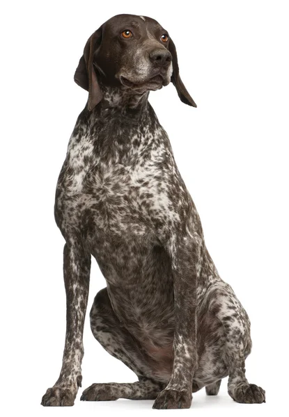 German Shorthaired Pointer, sitting in front of white background — Stock Photo, Image