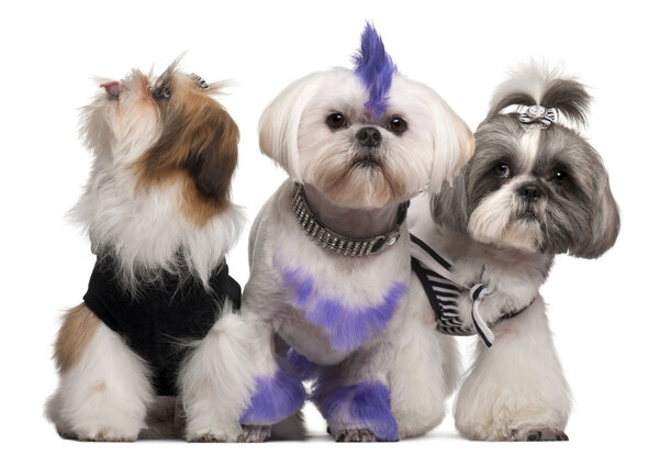 Group of dressed and groomed Shih-tzu's in front of white background
