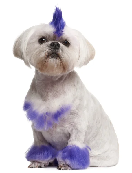 Shih Tzu with purple mohawk, 2 years old, sitting in front of wh — Stock Photo, Image