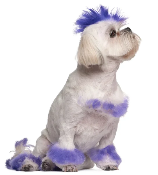 Shih Tzu with purple mohawk, 2 years old, sitting in front of wh — Stock Photo, Image