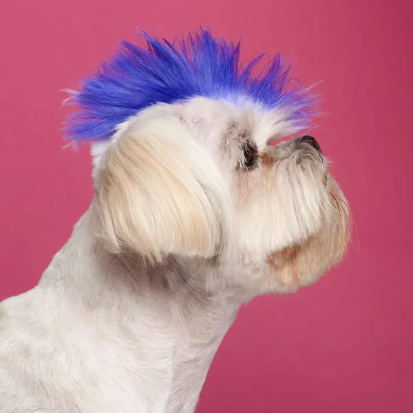 Close-up of Shih Tzu with blue mohawk, 2 years old, in front of — Stock Photo, Image
