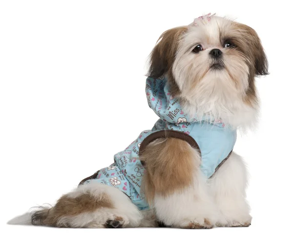 Shih Tzu puppy, 5 months old, dressed up and sitting in front of — Stock Photo, Image