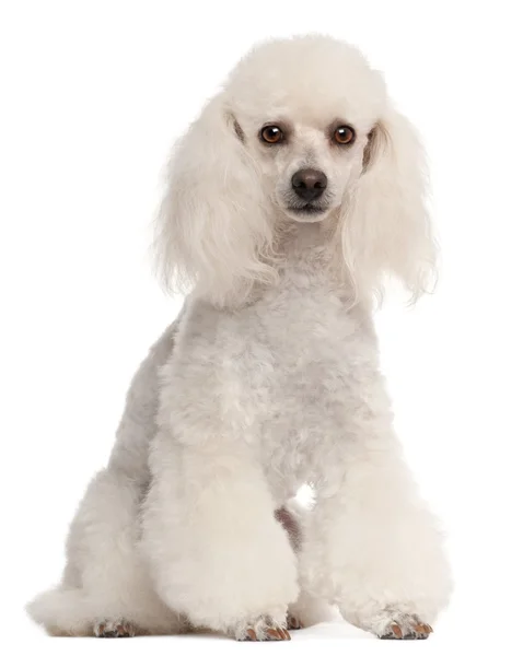 贵宾犬，2 岁，坐在前面的白色背景 — 图库照片