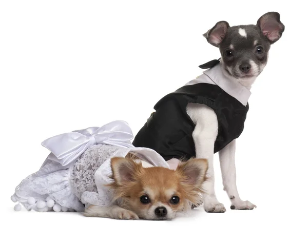 Deux Chihuahuas habillés devant fond blanc — Photo