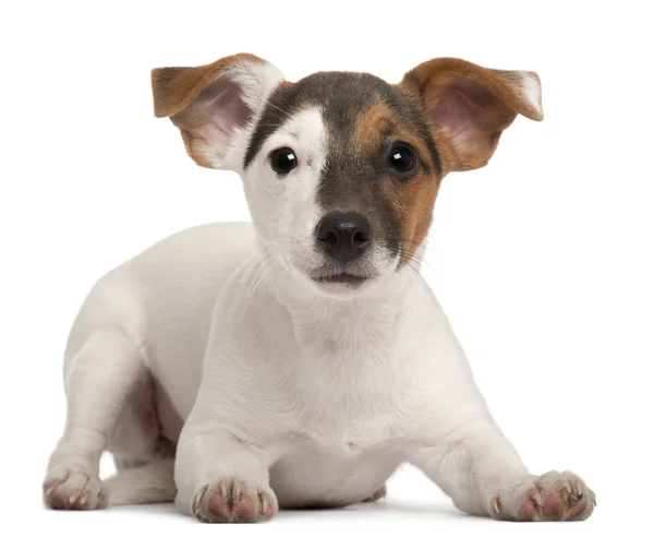 Jack Russell Terrier Welpe, 5 Monate alt, liegt vor weißem — Stockfoto