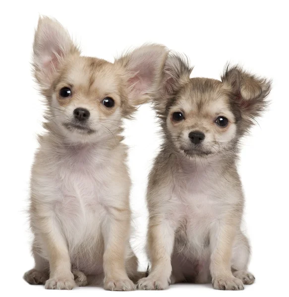 Chihuahua puppies, 3 months old, sitting in front of white backg — Stock Photo, Image
