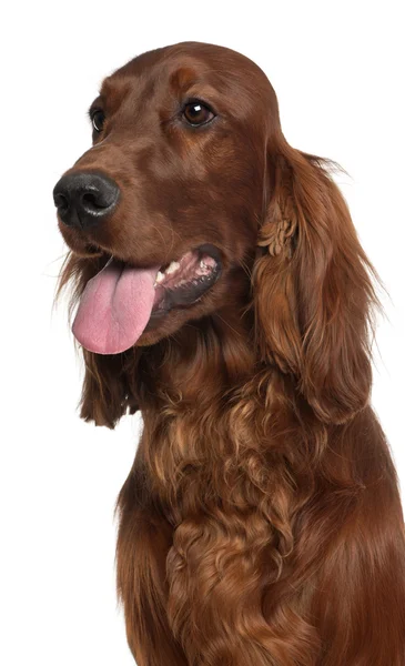 Close-up of Irish Setter, 1 year old, in front of white backgrou — Stock Photo, Image