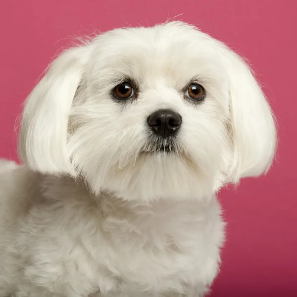 Close-up of Maltese, 2 years old, in front of pink background — Stock Photo, Image