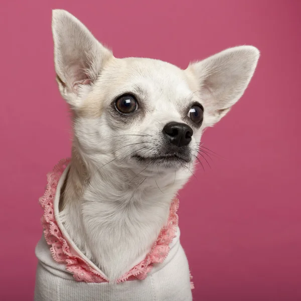 Gros plan de Chihuahua portant une chemise en dentelle rose devant rose — Photo