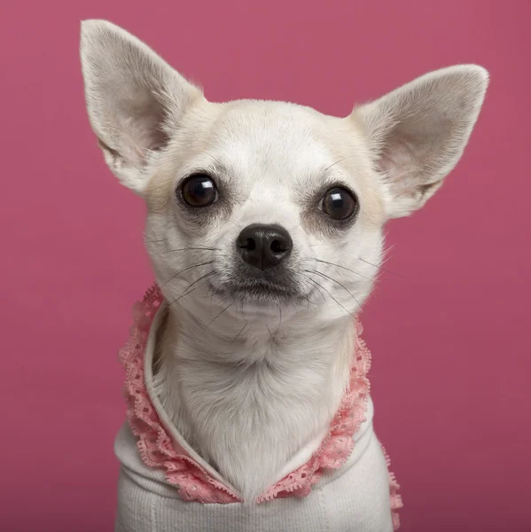 Primer plano de Chihuahua vistiendo camisa con cordones rosados delante de rosa — Foto de Stock