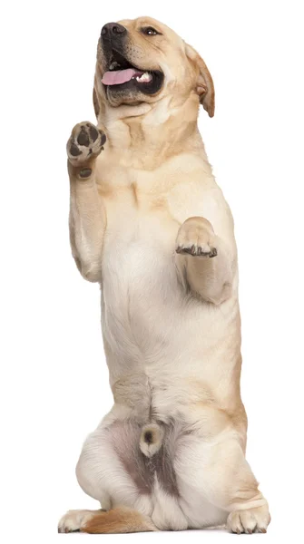 Labrador retriever stående på bakbenen, 2 år gammal, framför — Stockfoto