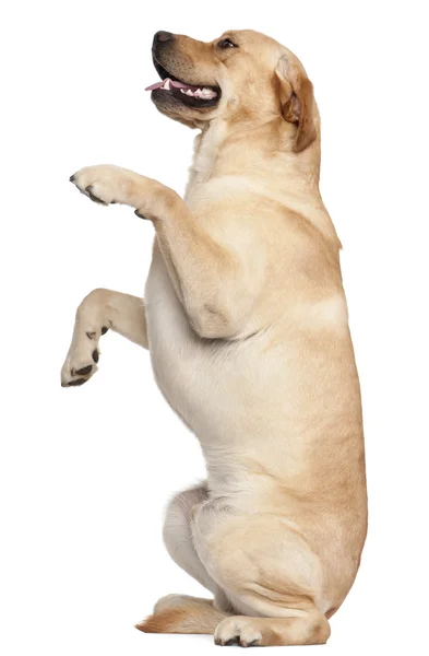 Labrador Retriever in piedi sulle zampe posteriori, 2 anni, davanti — Foto Stock