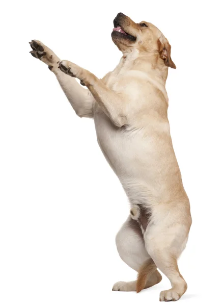Labrador Retriever em pé sobre as patas traseiras, 2 anos, na frente — Fotografia de Stock