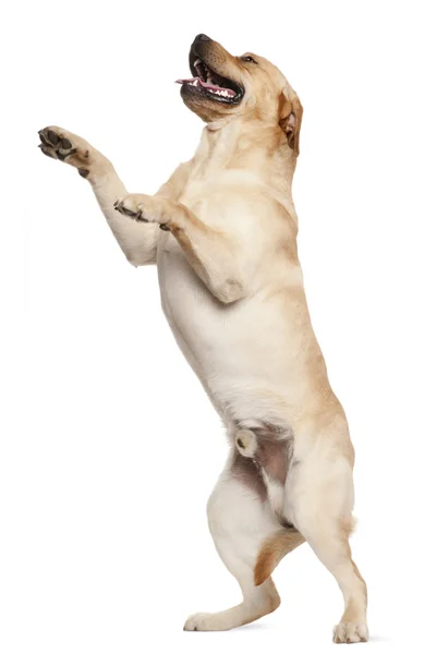 Labrador retriever stående på bakbenen, 2 år gammal, framför — Stock fotografie